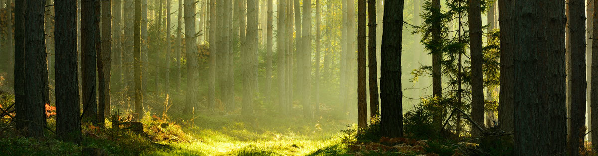 { Banner Image }